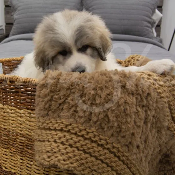 Plush Knit Throw ~ Camel