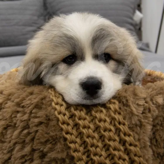 Plush Knit Throw ~ Camel
