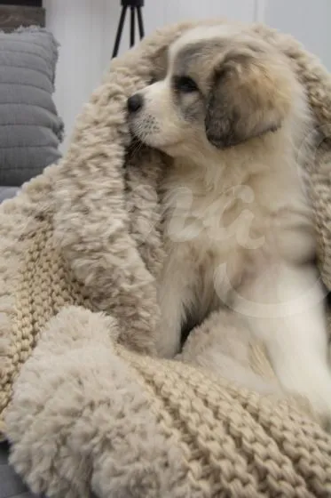 Plush Knit Throw ~ Taupe **ON BACKORDER**