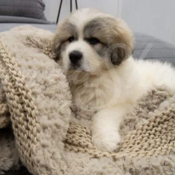 Plush Knit Throw ~ Taupe **ON BACKORDER**