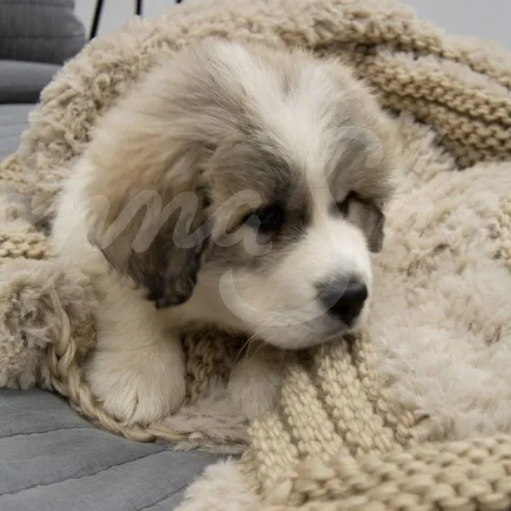 Plush Knit Throw ~ Taupe **ON BACKORDER**
