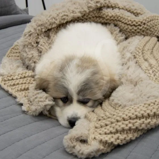 Plush Knit Throw ~ Taupe **ON BACKORDER**