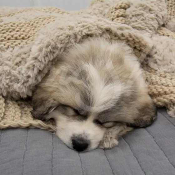 Plush Knit Throw ~ Taupe **ON BACKORDER**